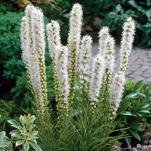 Liatris sale